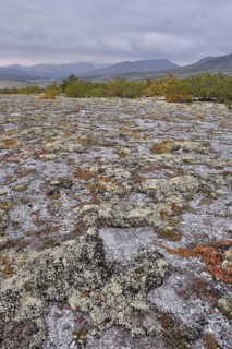 Reindeer Lichen (Cladonia rangiferina)