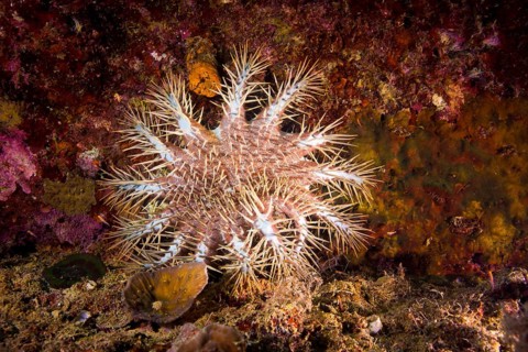 Crown-of-thorns Starfish (Acanthaster ellisii)