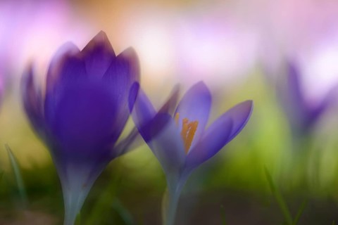 Early Crocus (Crocus tommasinianus)
