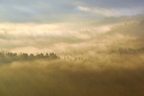 Fog over the treetops in the morning light