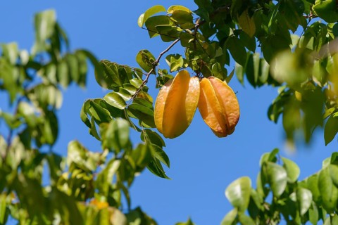 Starfruit or Carambola (Averrhoa carambola)