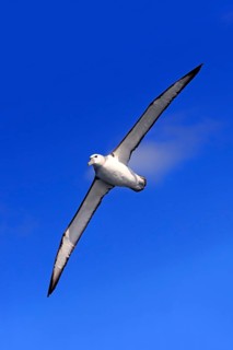 Shy albatross (Thalassarche cauta)