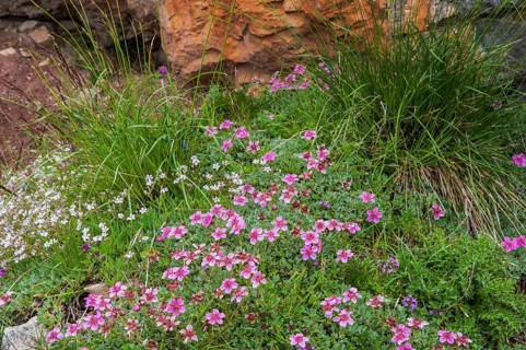 Dolomite cinquefoil (Potentilla nitida)