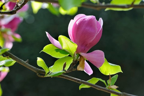 Blossom of the tulip magnolia (Magnolia x soulangeana)