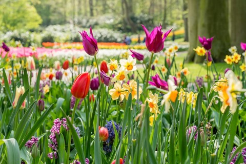Colorful flowers in a park