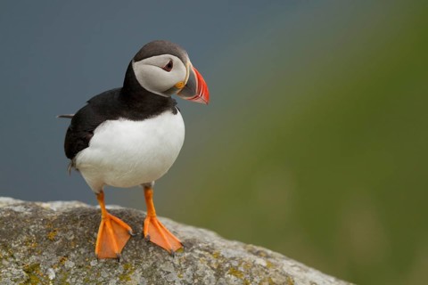 Puffin (Fratercula arctica)