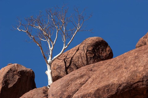 Shepherd's tree (Boscia albitrunca) between two boulders at Twyfelfontein