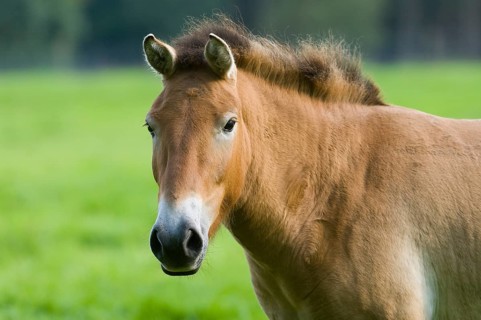 Przewalski's Horse