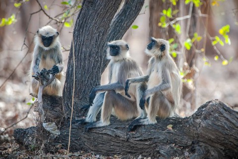 Northern plains gray langur (Semnopithecus entellus)