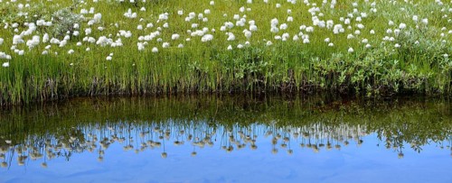 Scheuchzer's cottongrass (Eriophorum scheuchzeri)