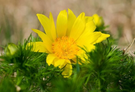 Spring Pheasant's Eye (Adonis vernalis)