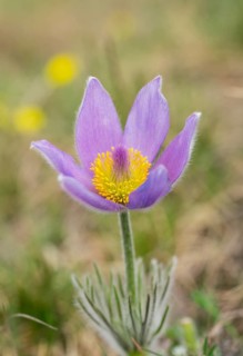 Greater Pasque Flower (Pulsatilla grandis