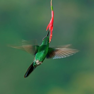 Violet-capped woodnymph (Thalurania glaucopis) drinking at a flower