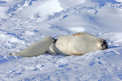 Harp Seals or Saddleback Seals (Pagophilus groenlandicus
