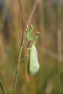 Praying Mantis (Mantis religiosa)