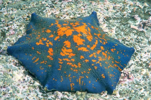 Blue Bat Star (Patiria pectinifera)