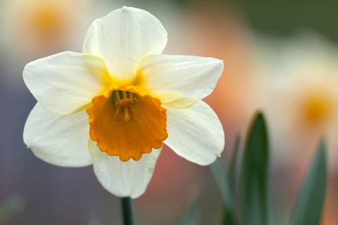 Daffodil (Narcissus)