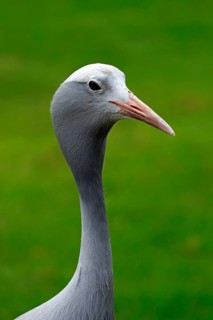 Blue Crane (Anthropoides paradisea)