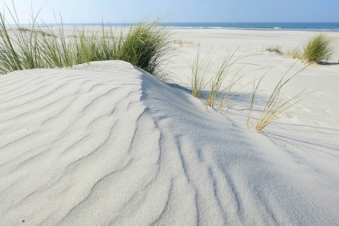 Dune with beach grass (Ammophila arenaria)