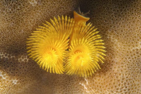 Christmas tree worm (Spirobranchus giganteus)