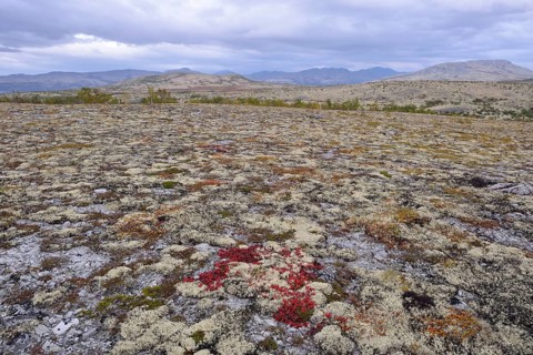 Reindeer Lichen (Cladonia rangiferina)