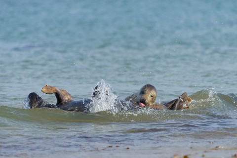 Grey Seals (Halichoerus grypus) mating on the beach