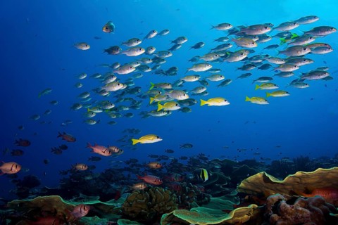 Goldspot Seabreams or Striped Large-eye Breams (Gnathodentex aureolineatus)
