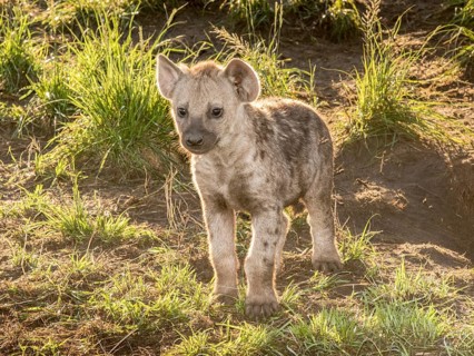 Spotted Hyena (Crocuta crocuta)