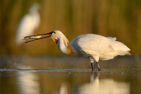 Eurasian Spoonbill or Common Spoonbill (Platalea leucorodia) devouring its prey