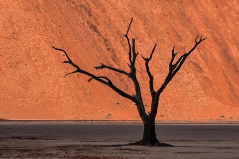 Dead camel thorn tree (Vachellia erioloba)