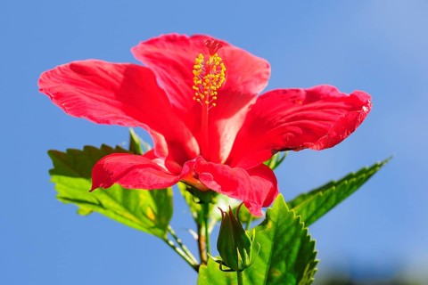 Red Hibiscus flower (Hibiscus)