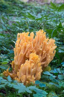 Goat's beard mushroom (Ramaria aurea)