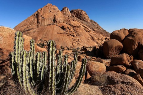 Gifboom or poision tree (Euphorbia virosa)