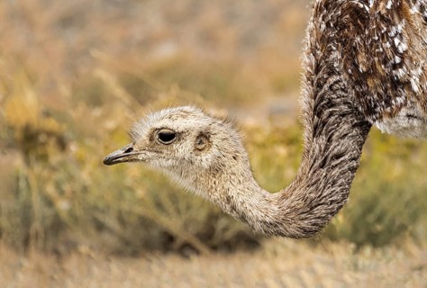 Darwin's rhea (Pterocnemia Pennata) in Torres del Paine National Park