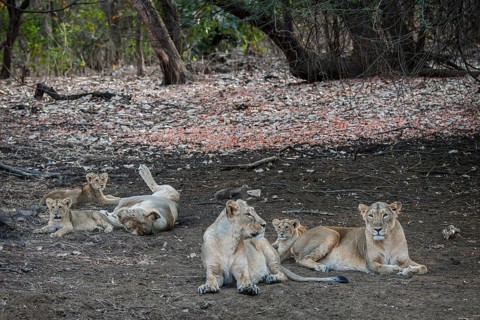 Asiatic lion (Panthera leo persica)