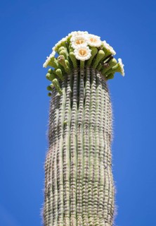 Flowering Saguaro (Carnegiea gigantea)