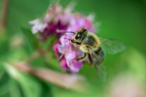 Honey bee (Apis mellifera) on a purple blossom