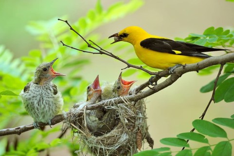 Golden Orioles (Oriolus oriolus)
