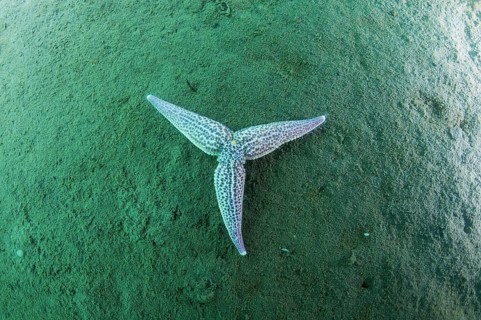 Northern Pacific Seastar or Japanese Common Starfish (Asterias amurensis)