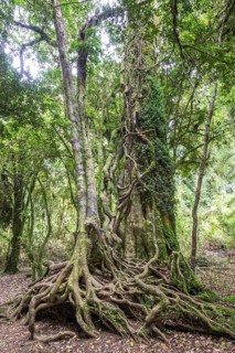Southern Beech (Nothofagus) with a branched root system