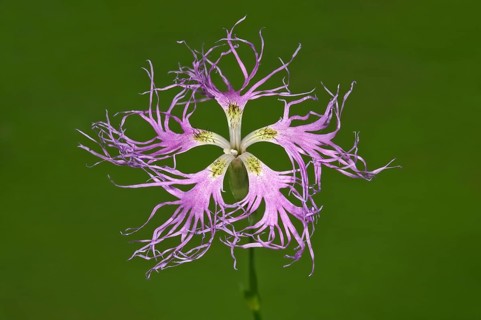 Large Pink (Dianthus superbus) single flower