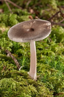 Umber-zoned ringless amanita (Amanita umbrinolutea)