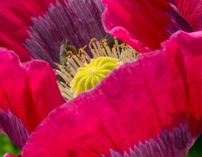 Opium Poppy (Papaver somniferum)