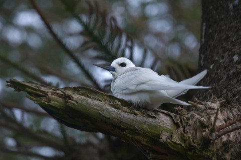 White Tern (Gygis alba)