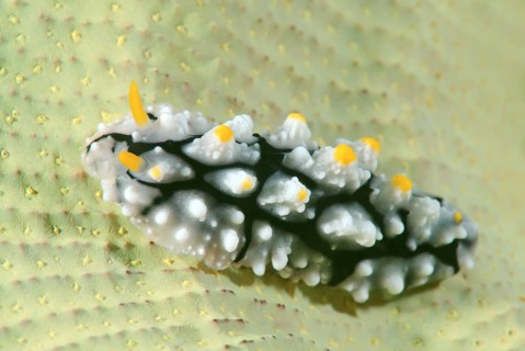 Varicose Wart Slug (Phyllidia varicosa)