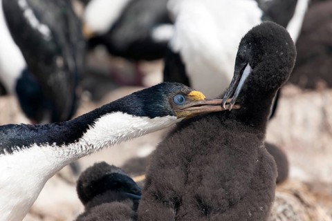 King Cormorant (Phalacrocorax albiventer) with young