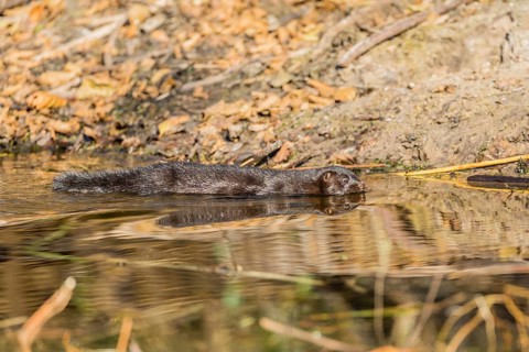 American mink (Neovison vison)