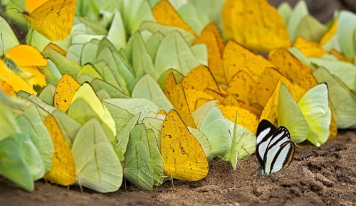 Tropical butterflies (Aphrissa sp.