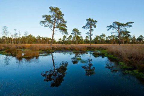 Reflection of Pines (Pinus sylvestris) in the last evening light in a bog pond