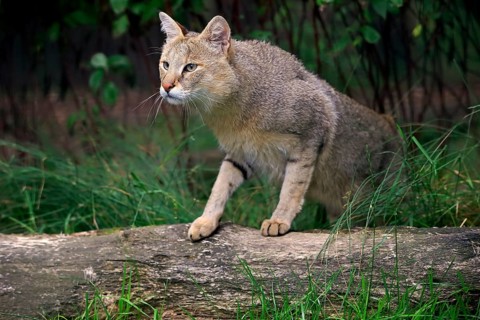 Jungle Cat (Felis chaus)